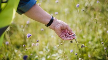 En hand rör vid ängsblomma.