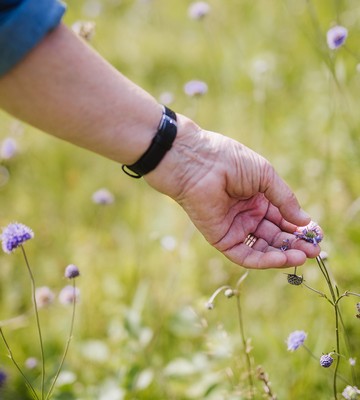 En hand rör vid ängsblomma.